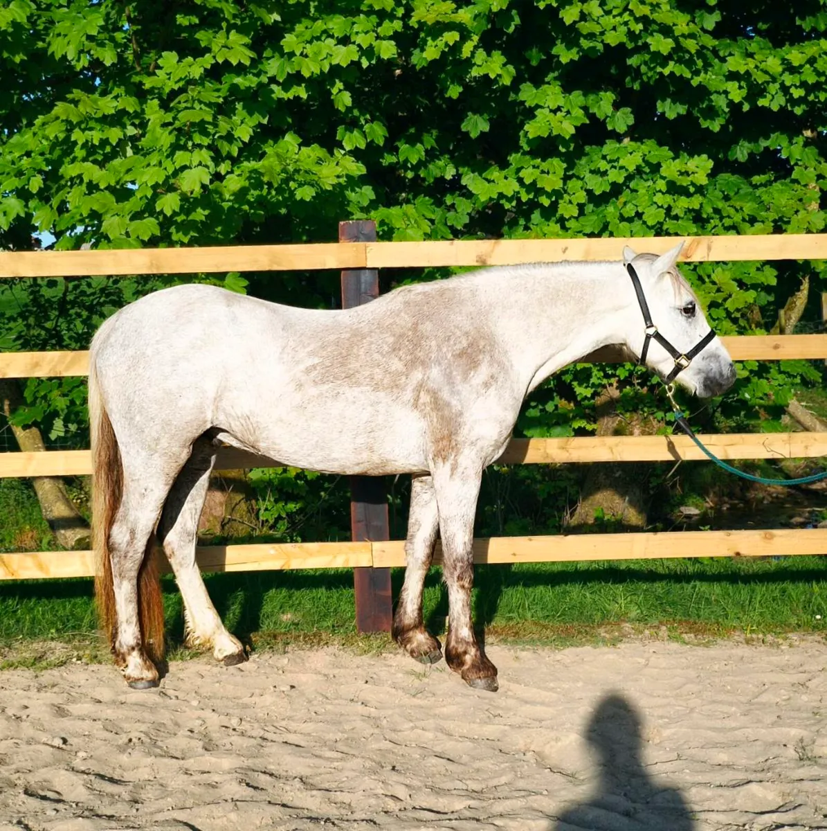 Connemara Gelding - Image 1