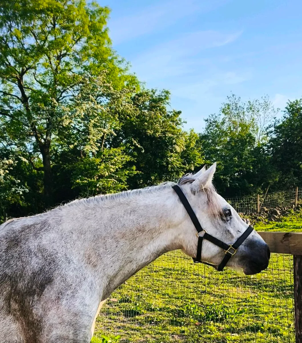 Connemara Gelding - Image 2