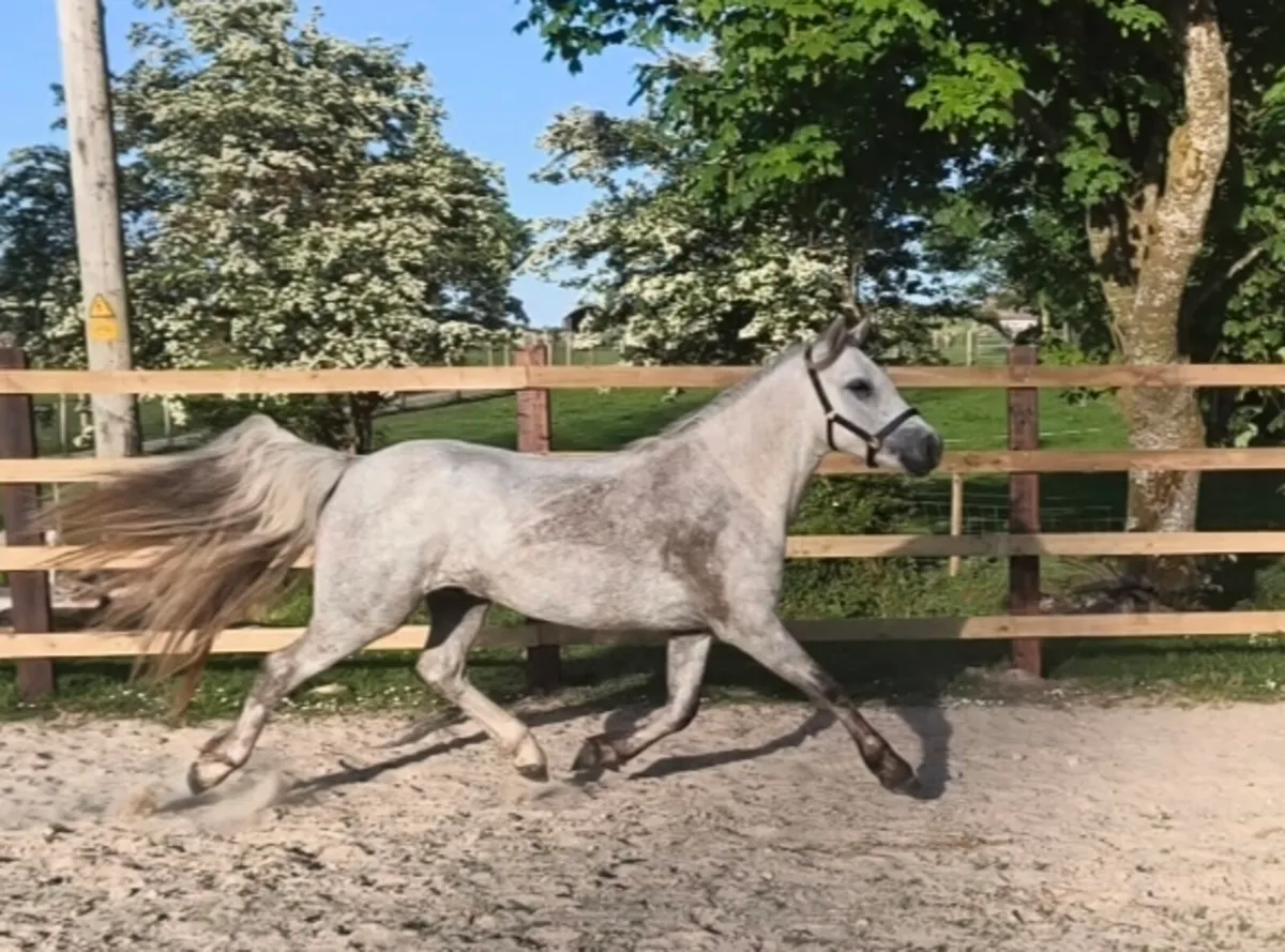 Connemara Gelding - Image 3