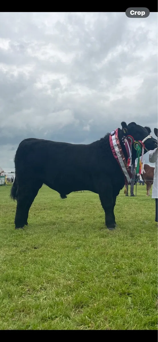Pedigree Angus Bulls - Image 1