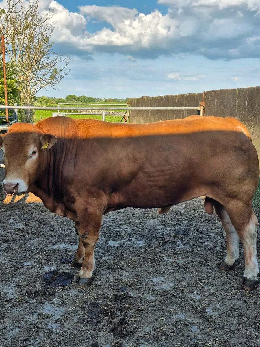 Limousine bull - Image 2