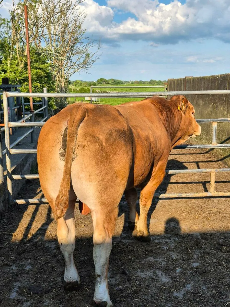 Limousine bull - Image 3