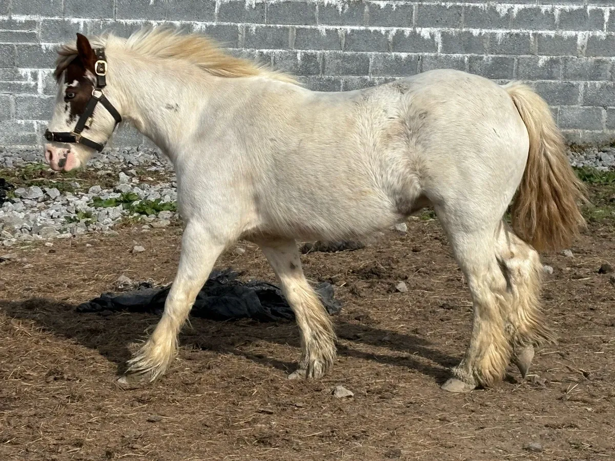 3yo cob mare
