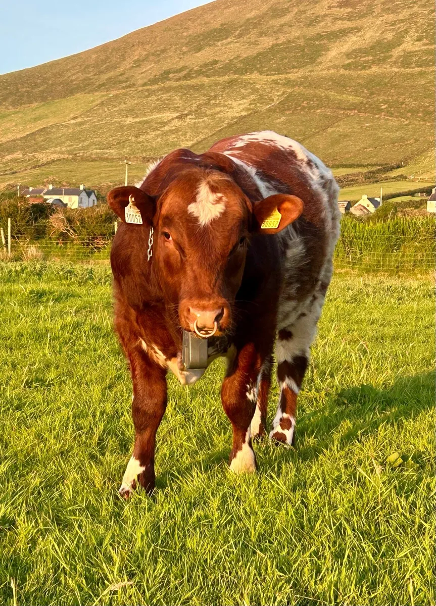 Purebred reg. Shorthorn at Mid-Kerry Mart 24th May - Image 2