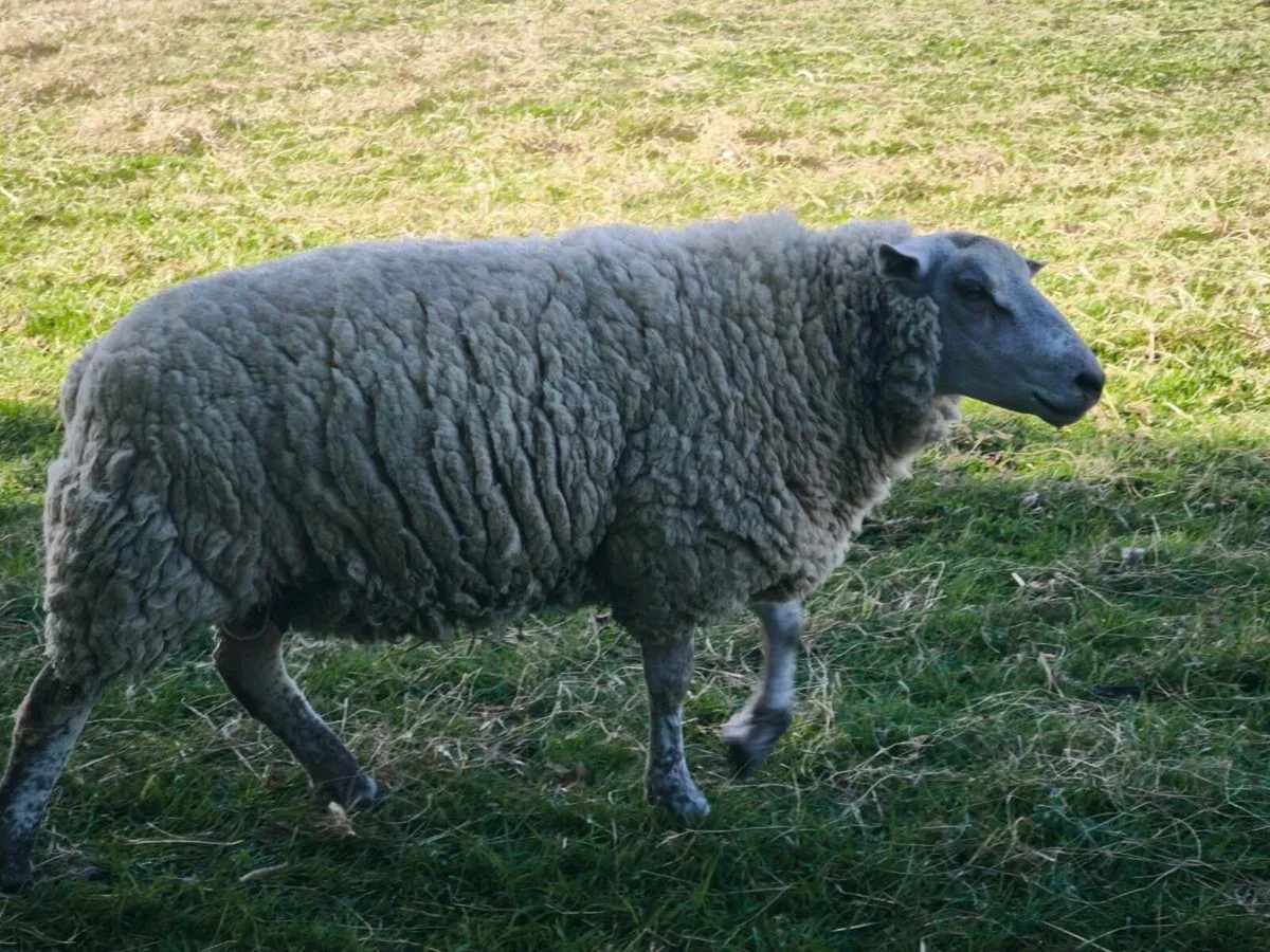 Charollais ram - Image 1