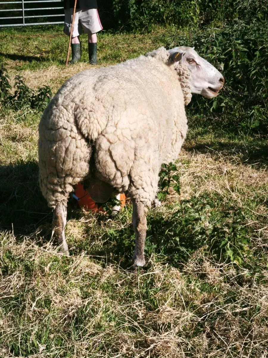 Charollais ram - Image 2