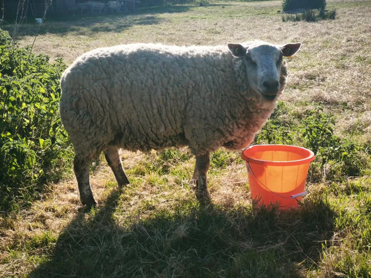 Charollais ram - Image 3