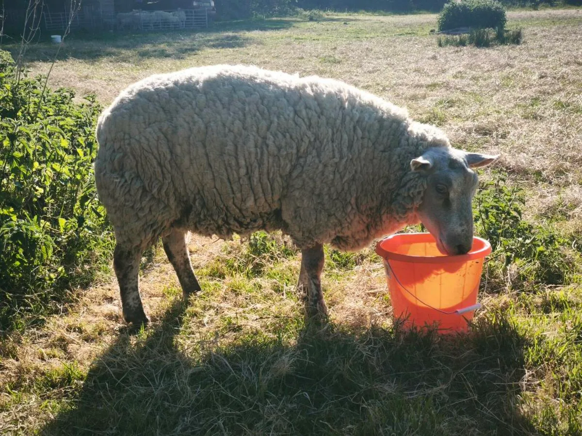Charollais ram - Image 4