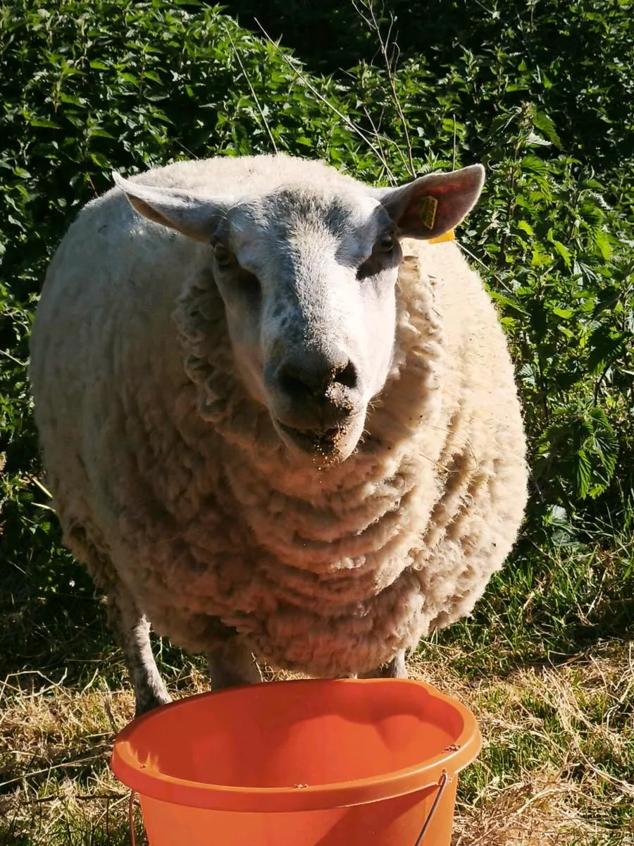 Charollais ram - Image 1