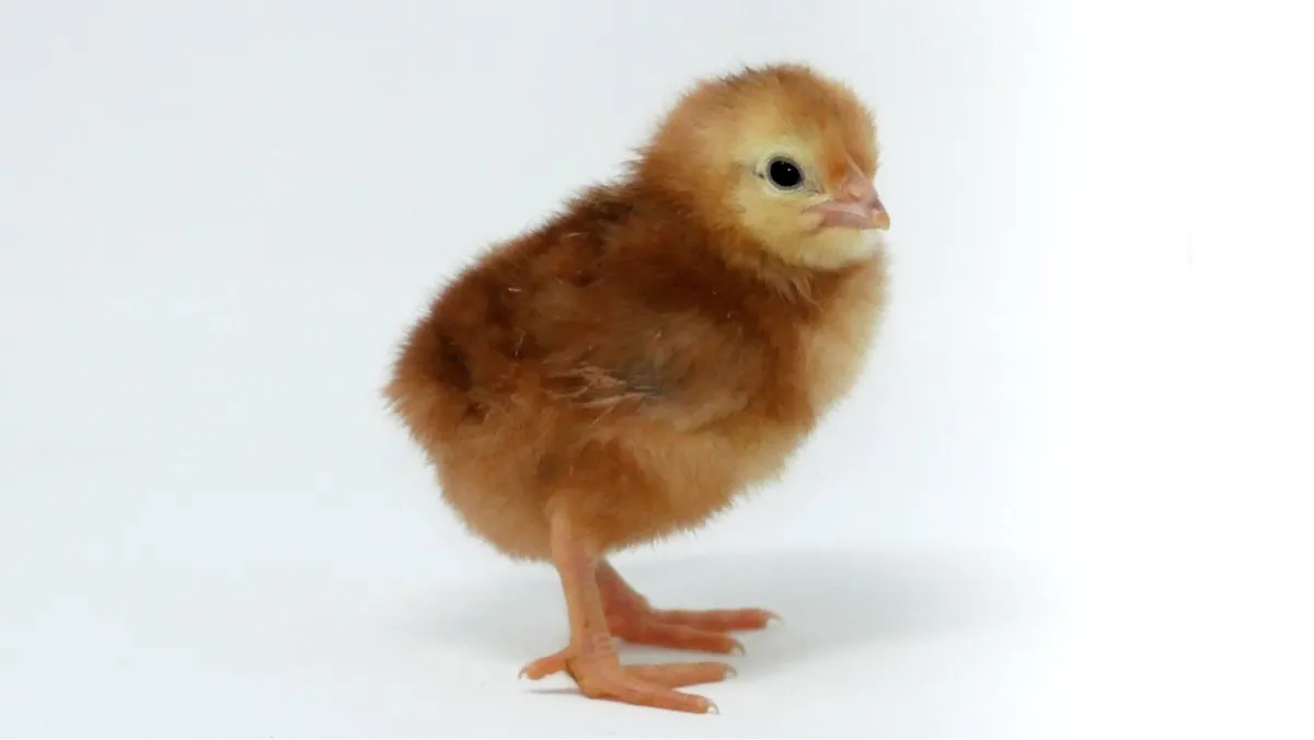 ***Chick Incubator Packs*** - Image 1