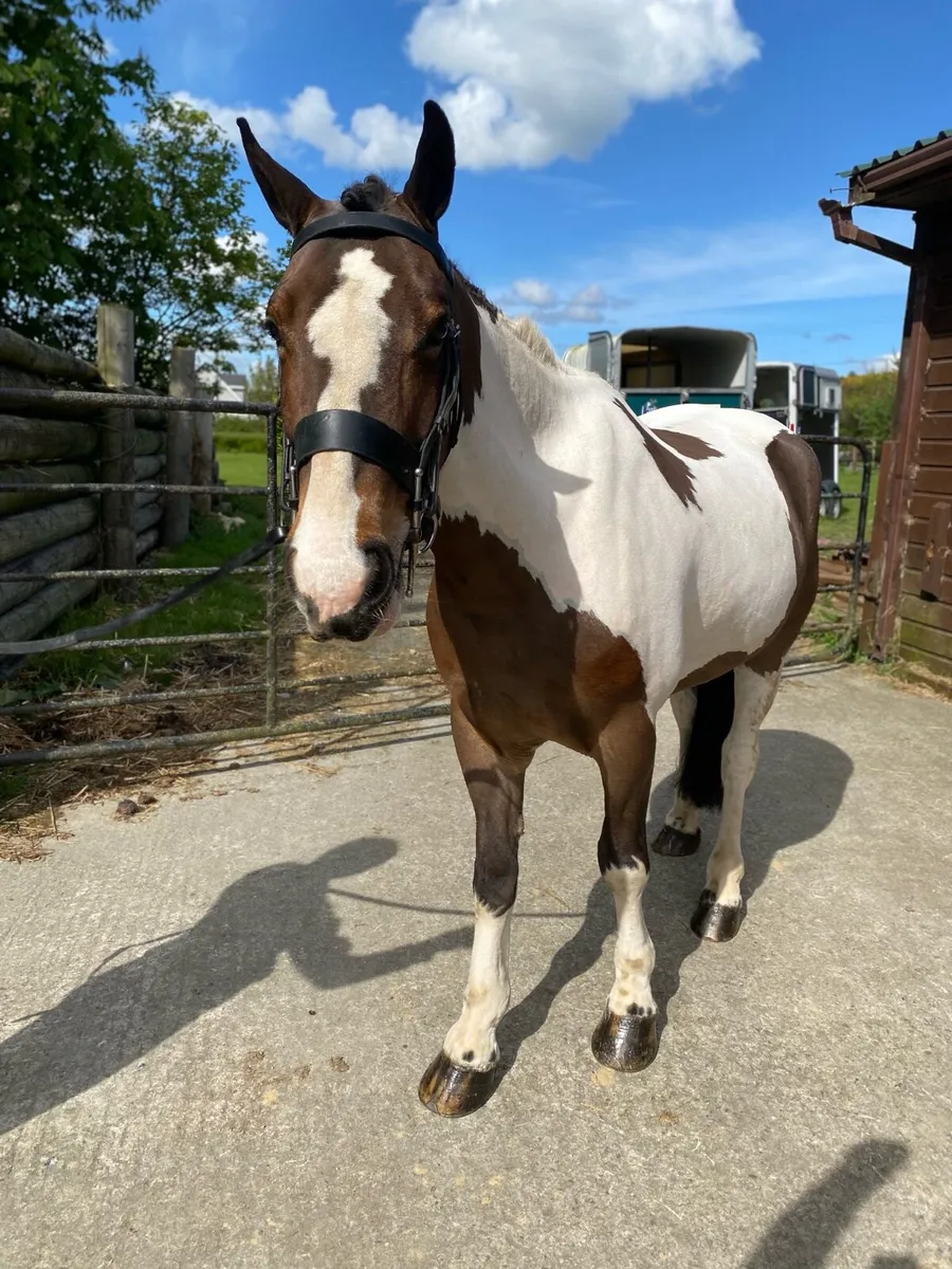 13.3hh ultimate allrounder - Image 1