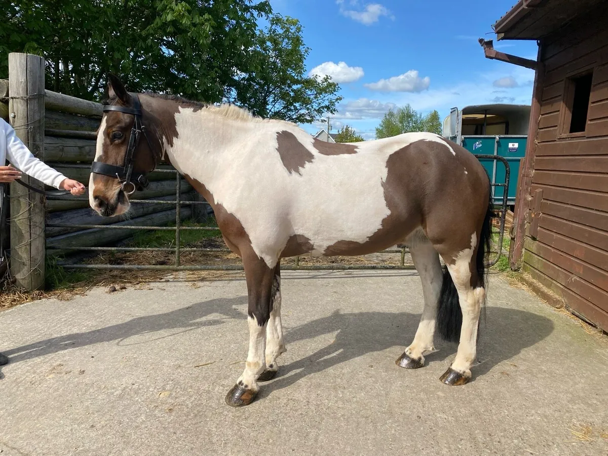 13.3hh ultimate allrounder - Image 2