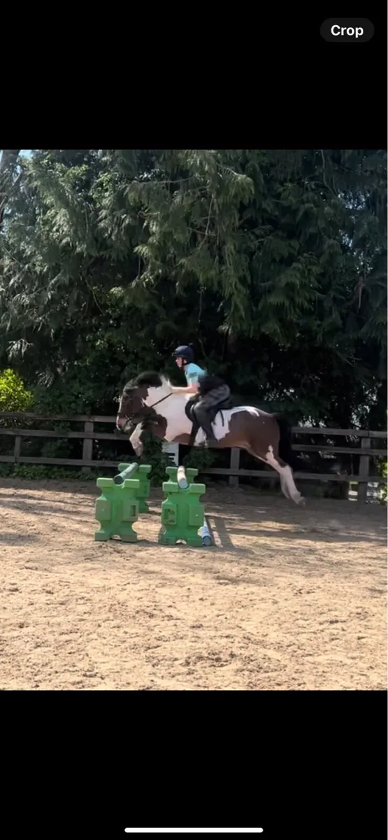 13.3hh ultimate allrounder - Image 3