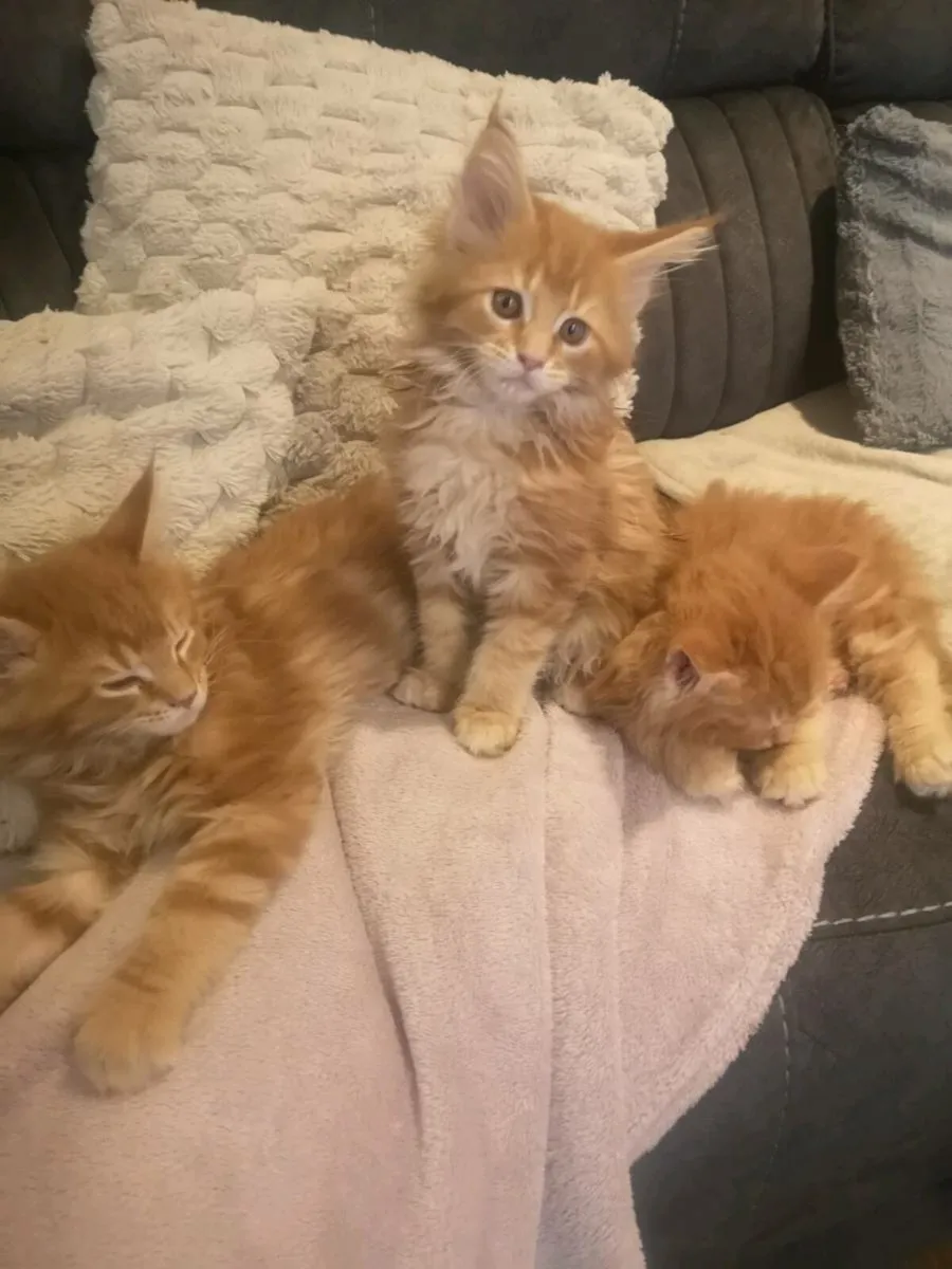Red main coon kittens - Image 4