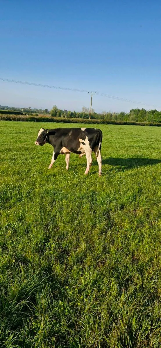 1 15 mt old vasctomised fr bull - Image 1
