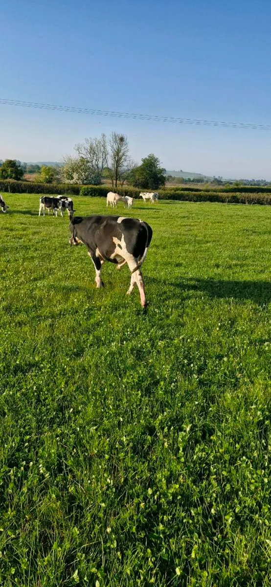 1 15 mt old vasctomised fr bull - Image 3