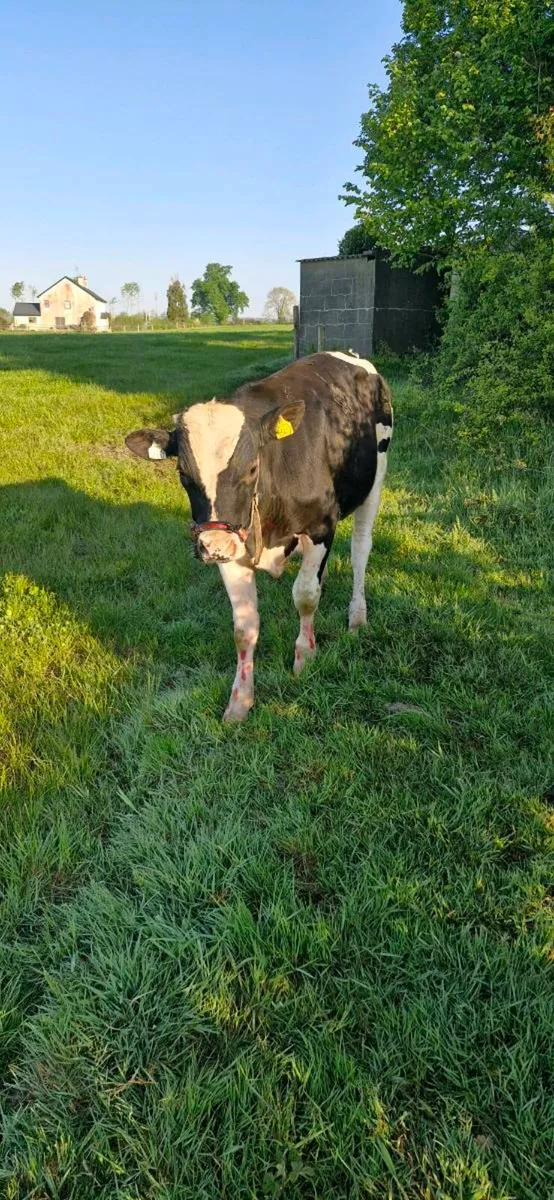 1 15 mt old vasctomised fr bull - Image 4