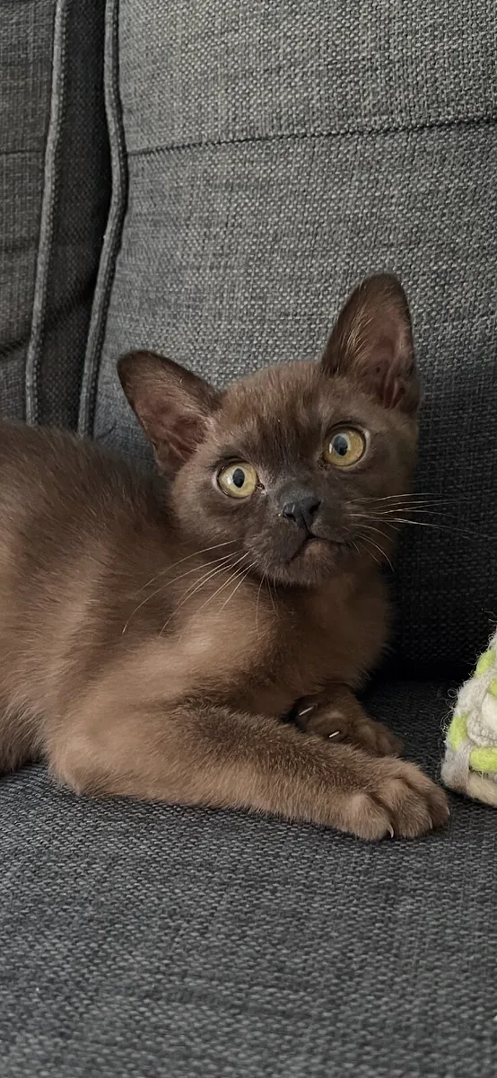 Burmese Kitten - Image 2