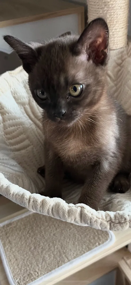 Burmese Kitten - Image 3