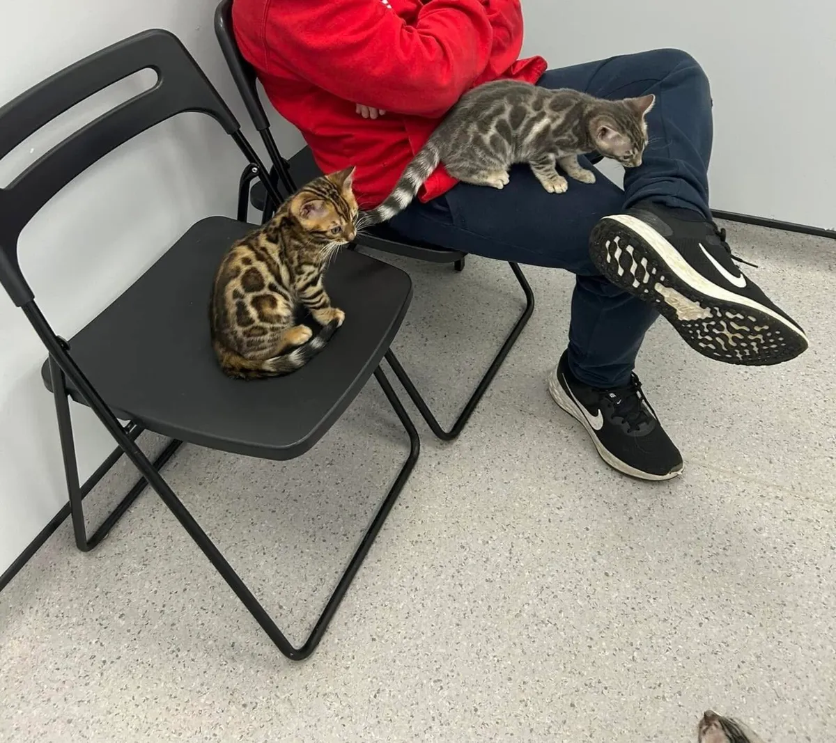 Bengal kittens - Image 2