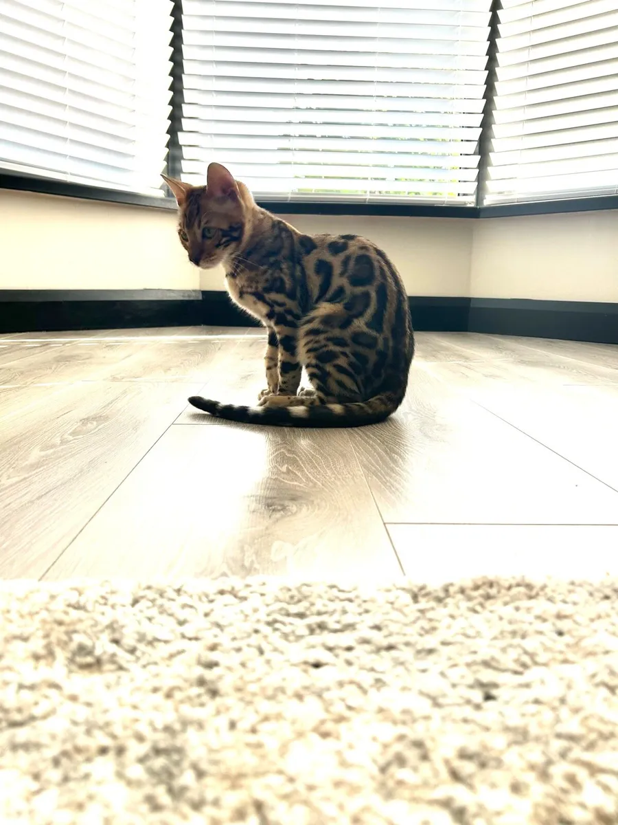 Bengal kittens - Image 3