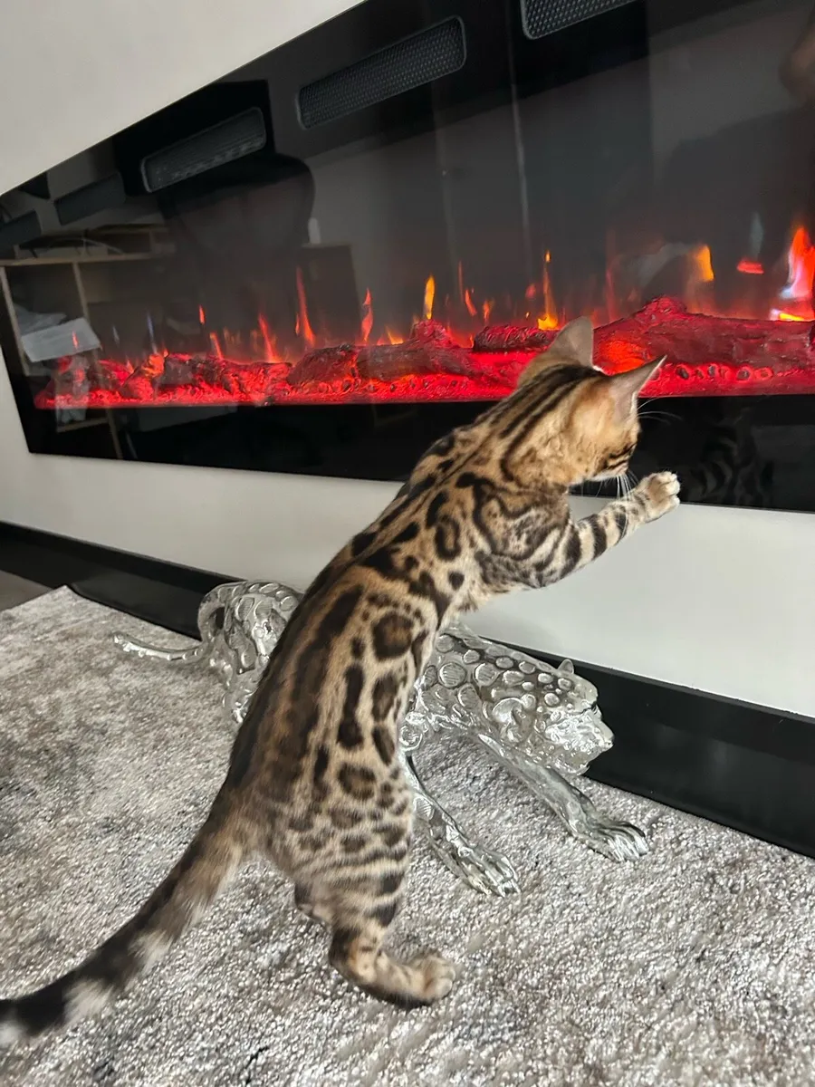 Bengal kittens - Image 1