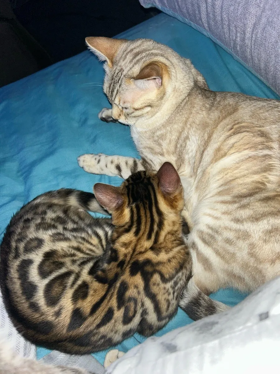 Bengal kittens - Image 4