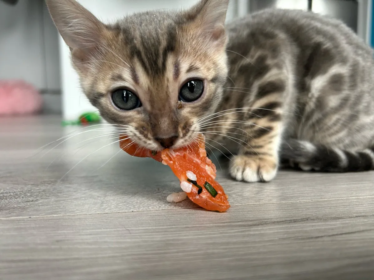 Bengal kittens - Image 4