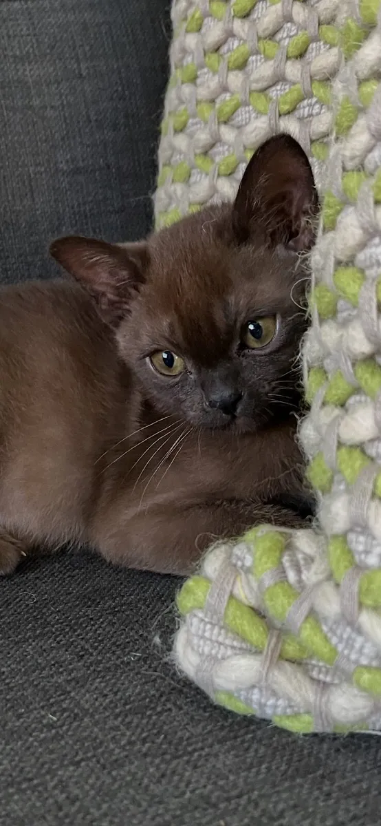 Burmese Kitten - Image 1