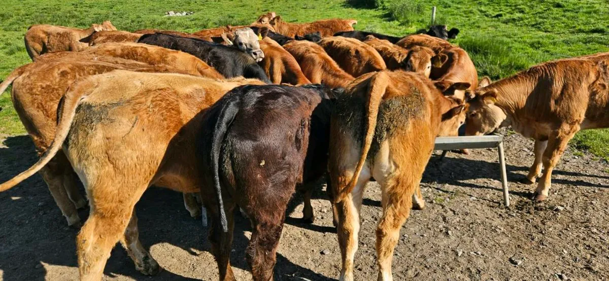 20 Smashing U Grade Heifers* - Image 1
