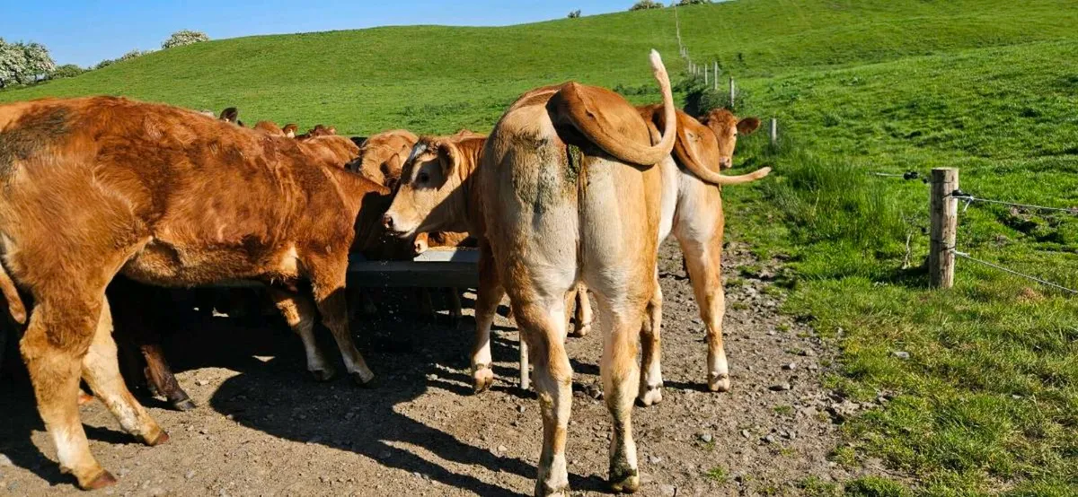 20 Smashing U Grade Heifers* - Image 3