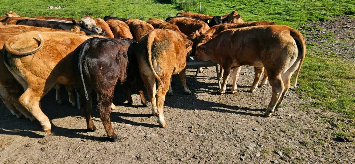 20 Smashing U Grade Heifers* - Image 4