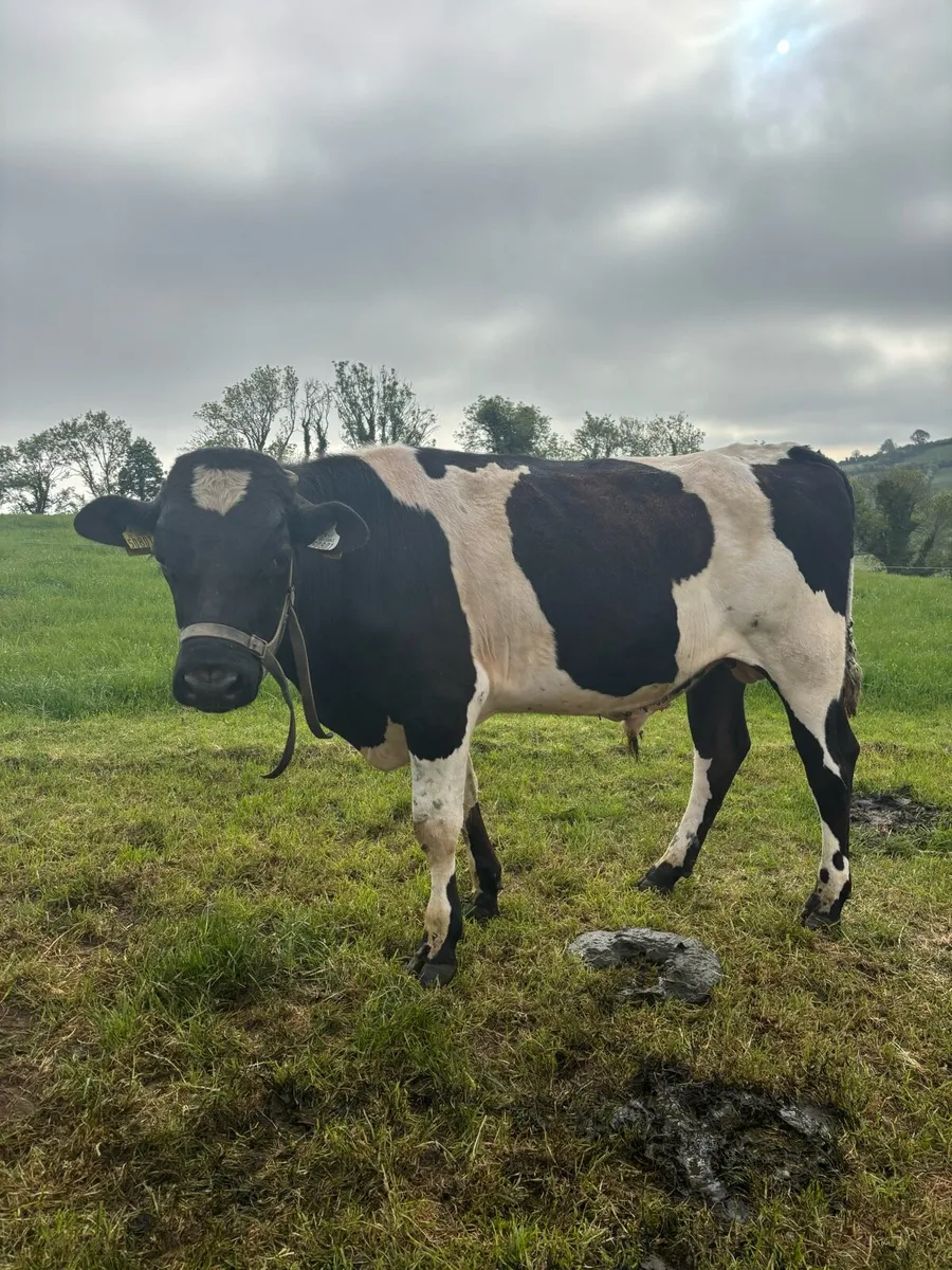 Teaser Vasectomised bull
