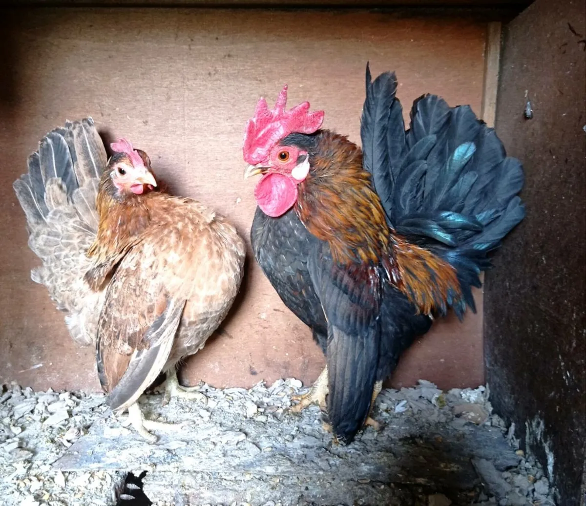 Serama Pair - Image 2