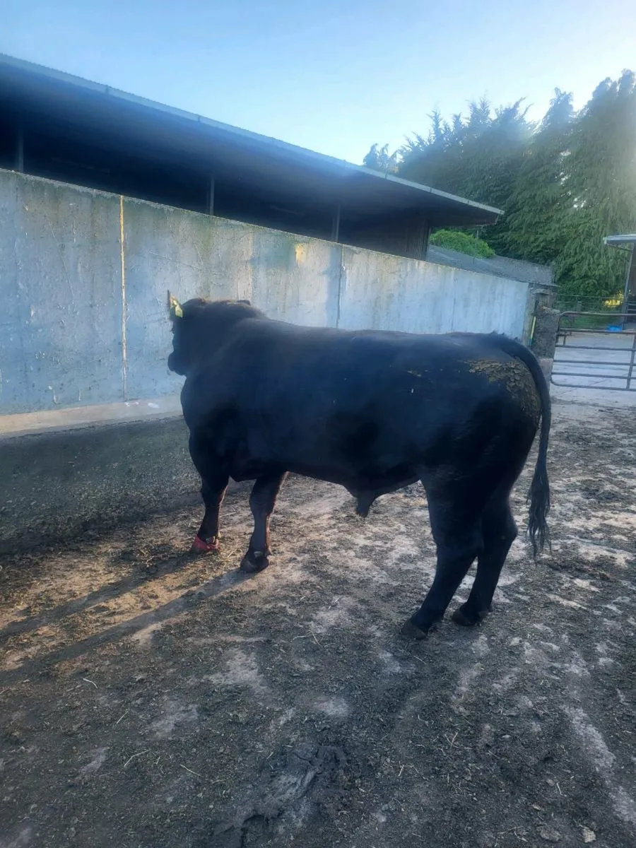 ⭐️⭐️⭐️⭐️⭐️ star Selection of pbr AA bulls - Image 2