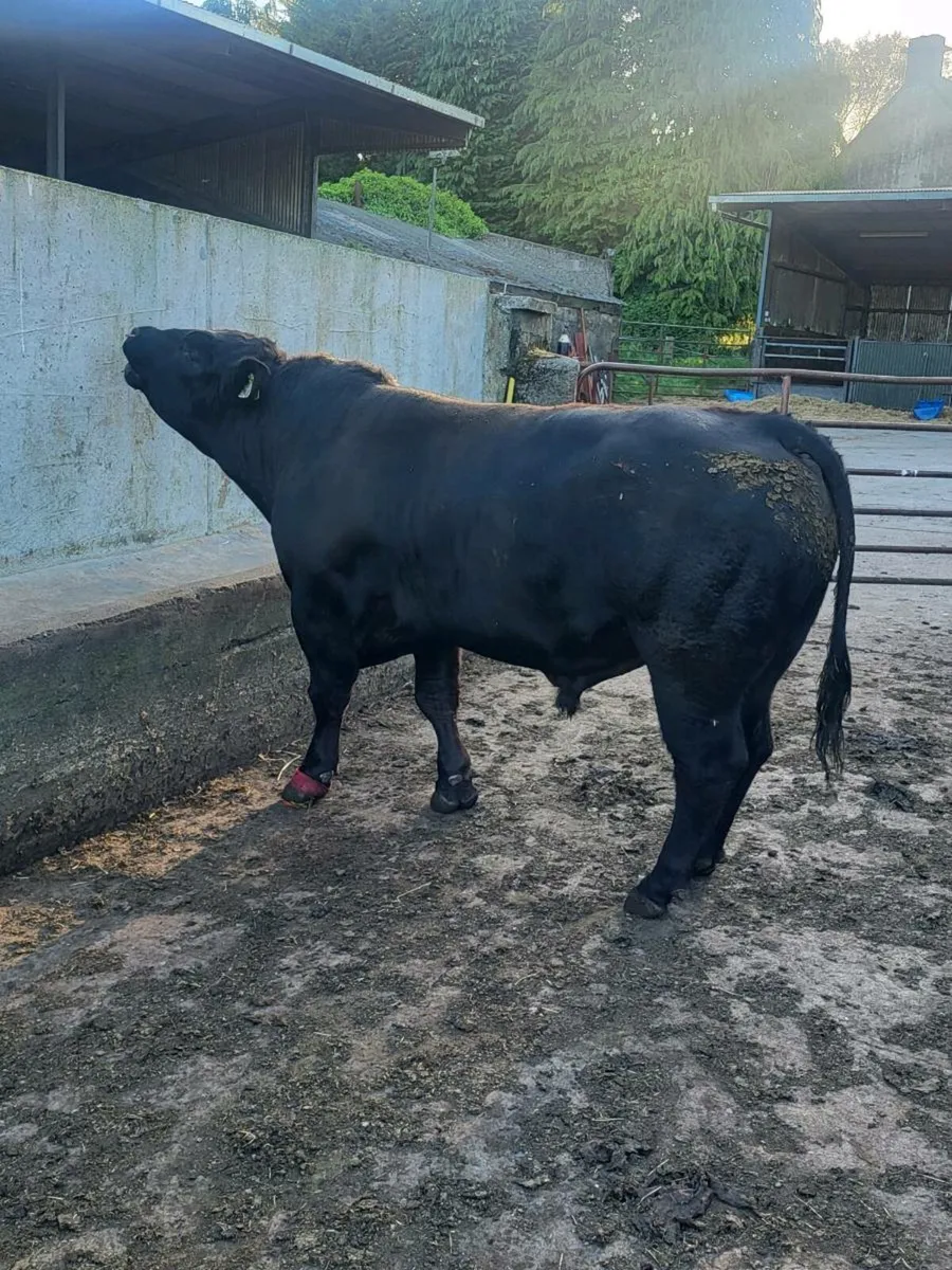 ⭐️⭐️⭐️⭐️⭐️ star Selection of pbr AA bulls - Image 3