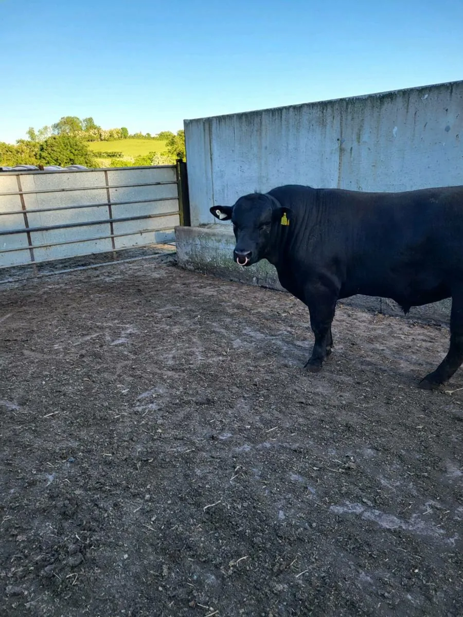 ⭐️⭐️⭐️⭐️⭐️ star Selection of pbr AA bulls - Image 4