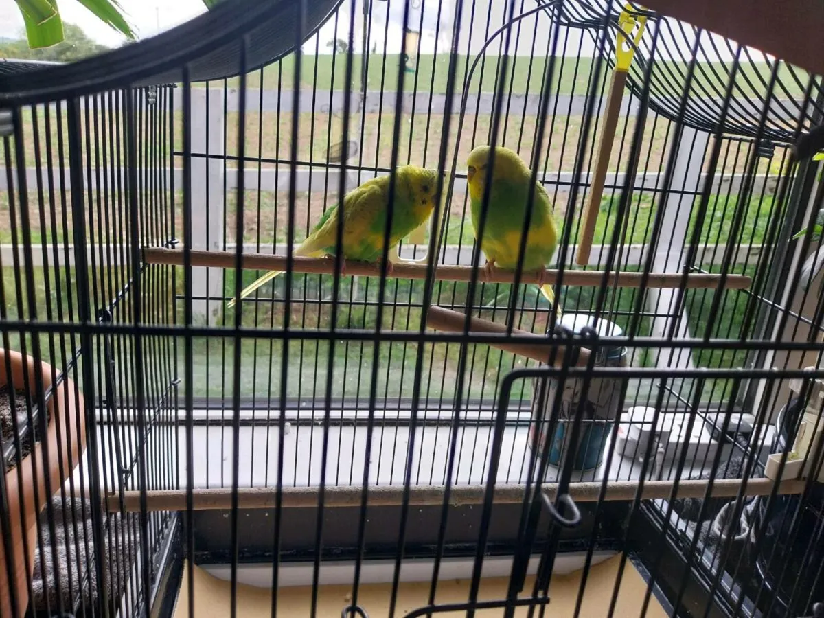 Budgies Bonnie & Clyde - Image 1