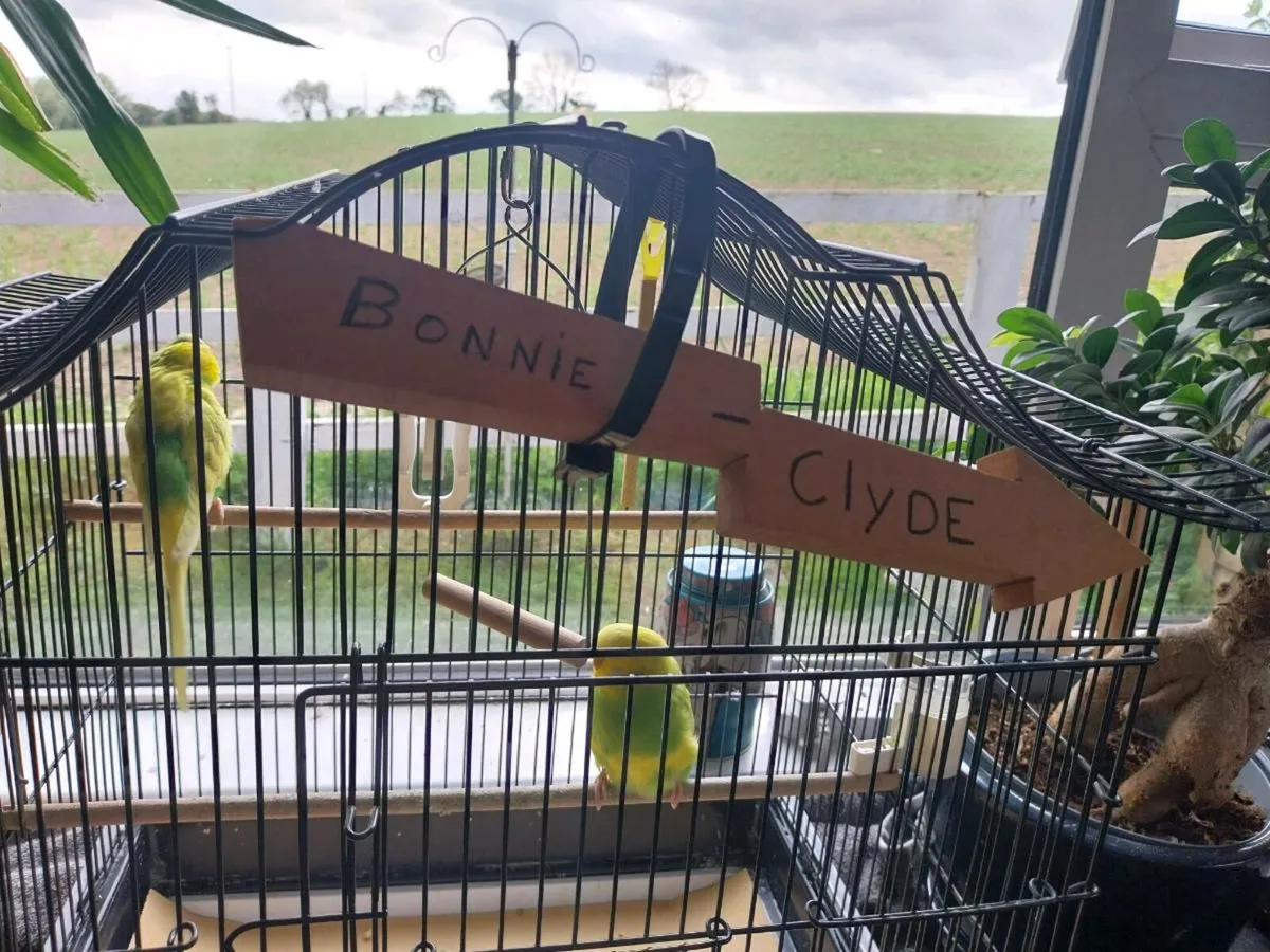 Budgies Bonnie & Clyde - Image 2