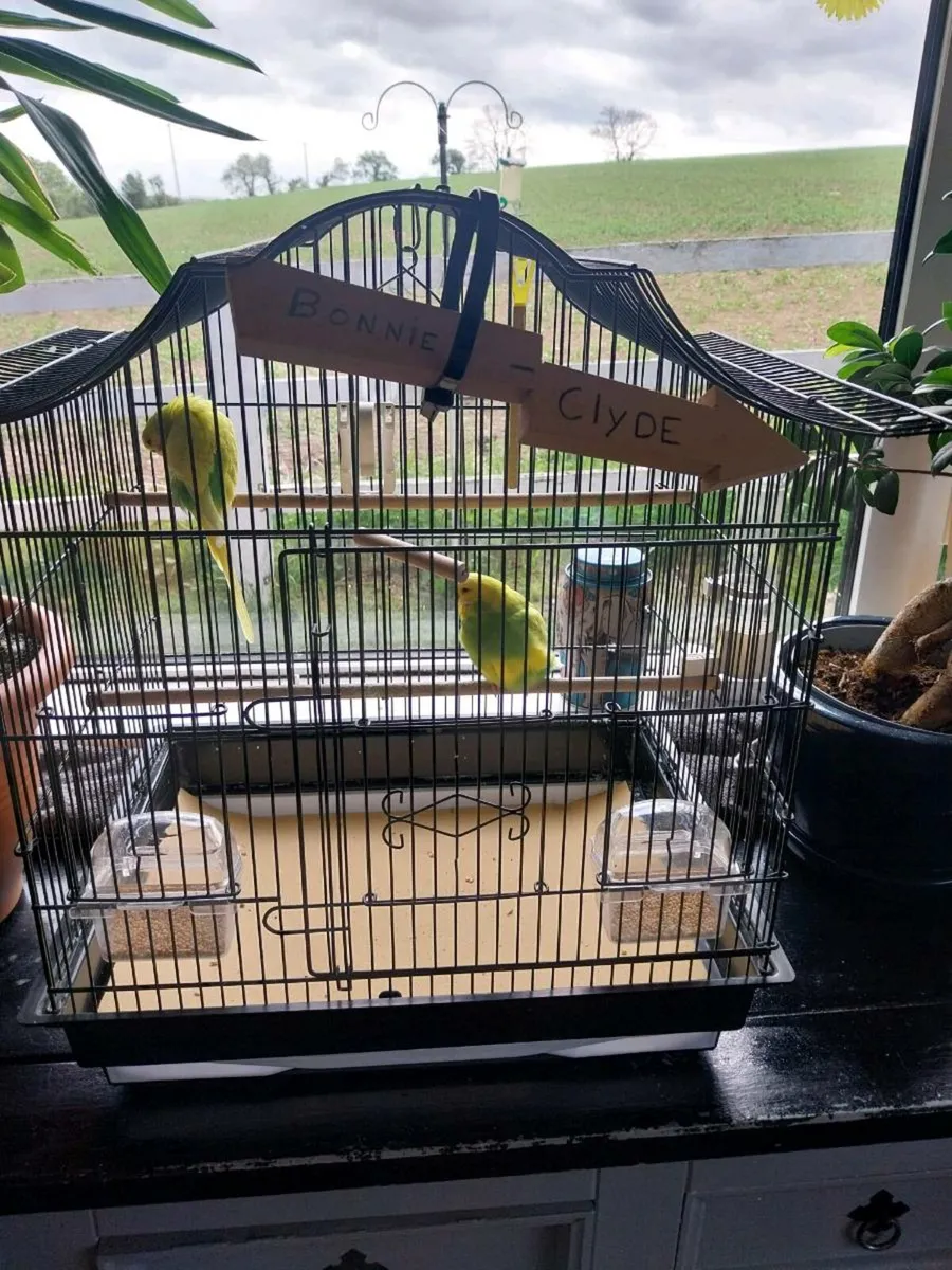Budgies Bonnie & Clyde - Image 3