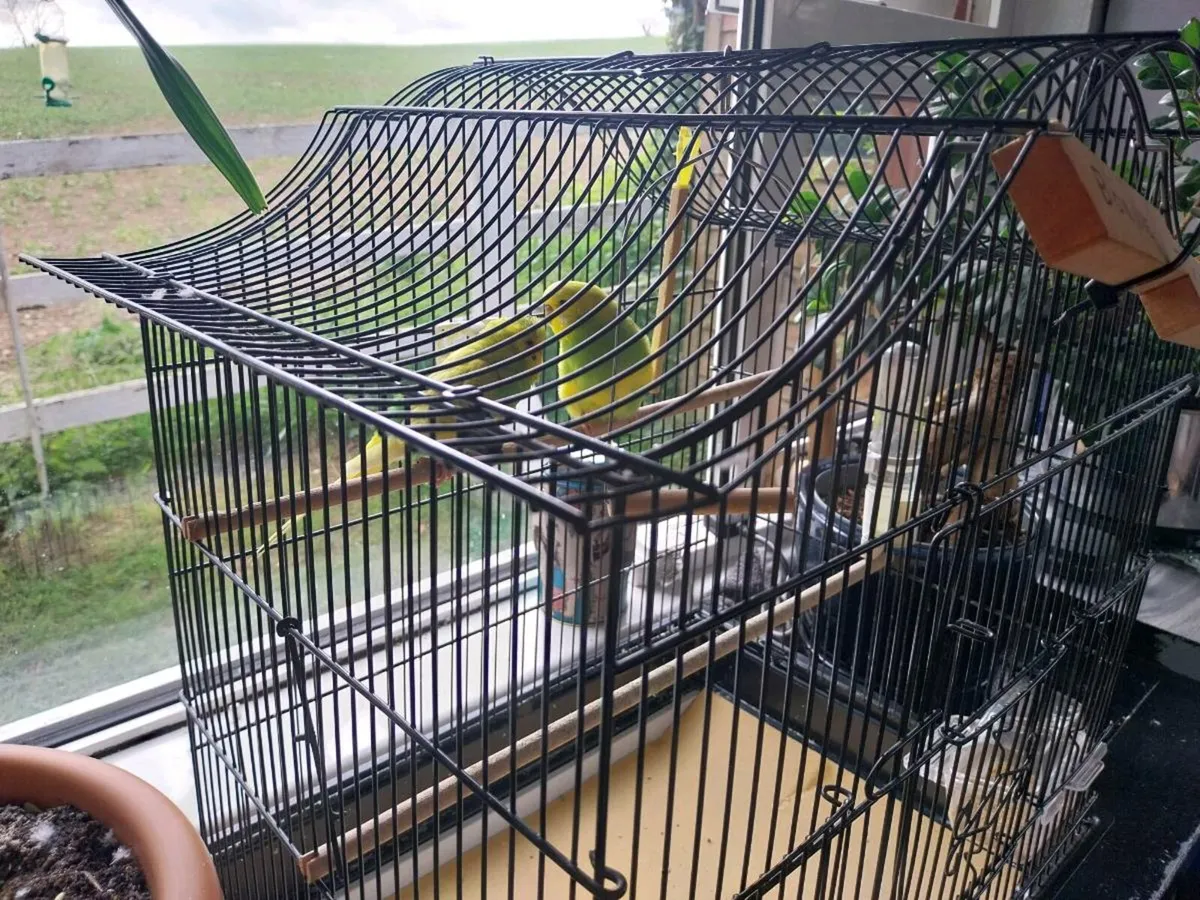 Budgies Bonnie & Clyde - Image 4