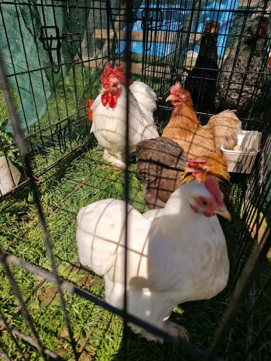 Peckin,cochin, booted bantam eggs and birds - Image 1