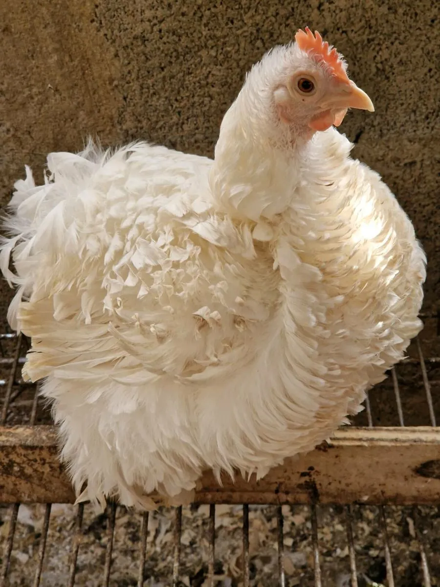 Peckin,cochin, booted bantam eggs and birds - Image 2