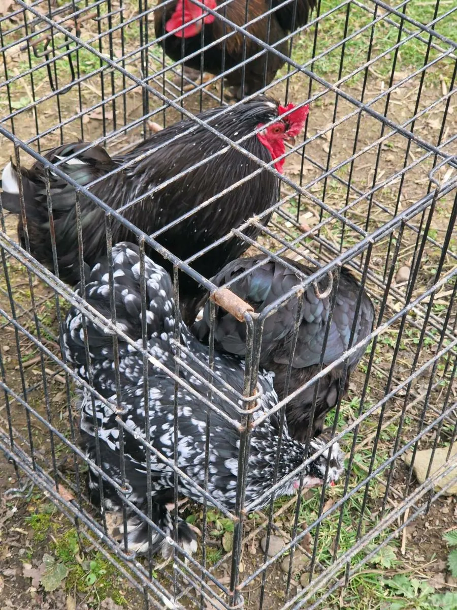 Peckin,cochin, booted bantam eggs and birds - Image 3