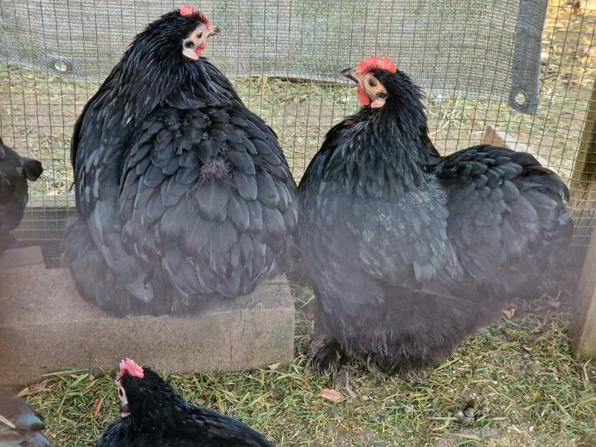 Peckin,cochin, booted bantam eggs and birds - Image 4