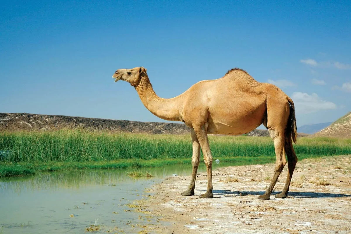 Camels for sale - Image 2