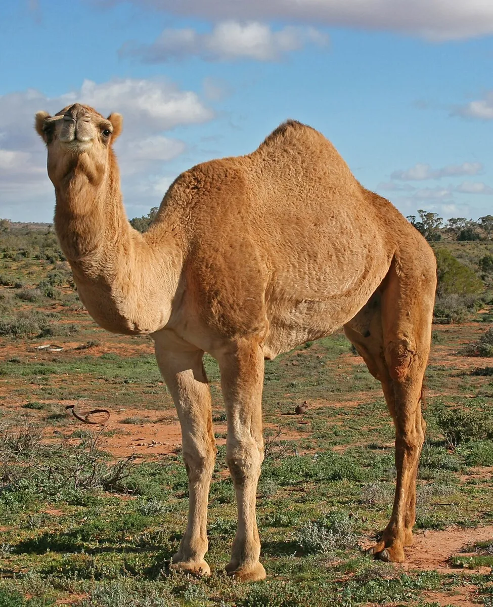 Camels for sale - Image 3