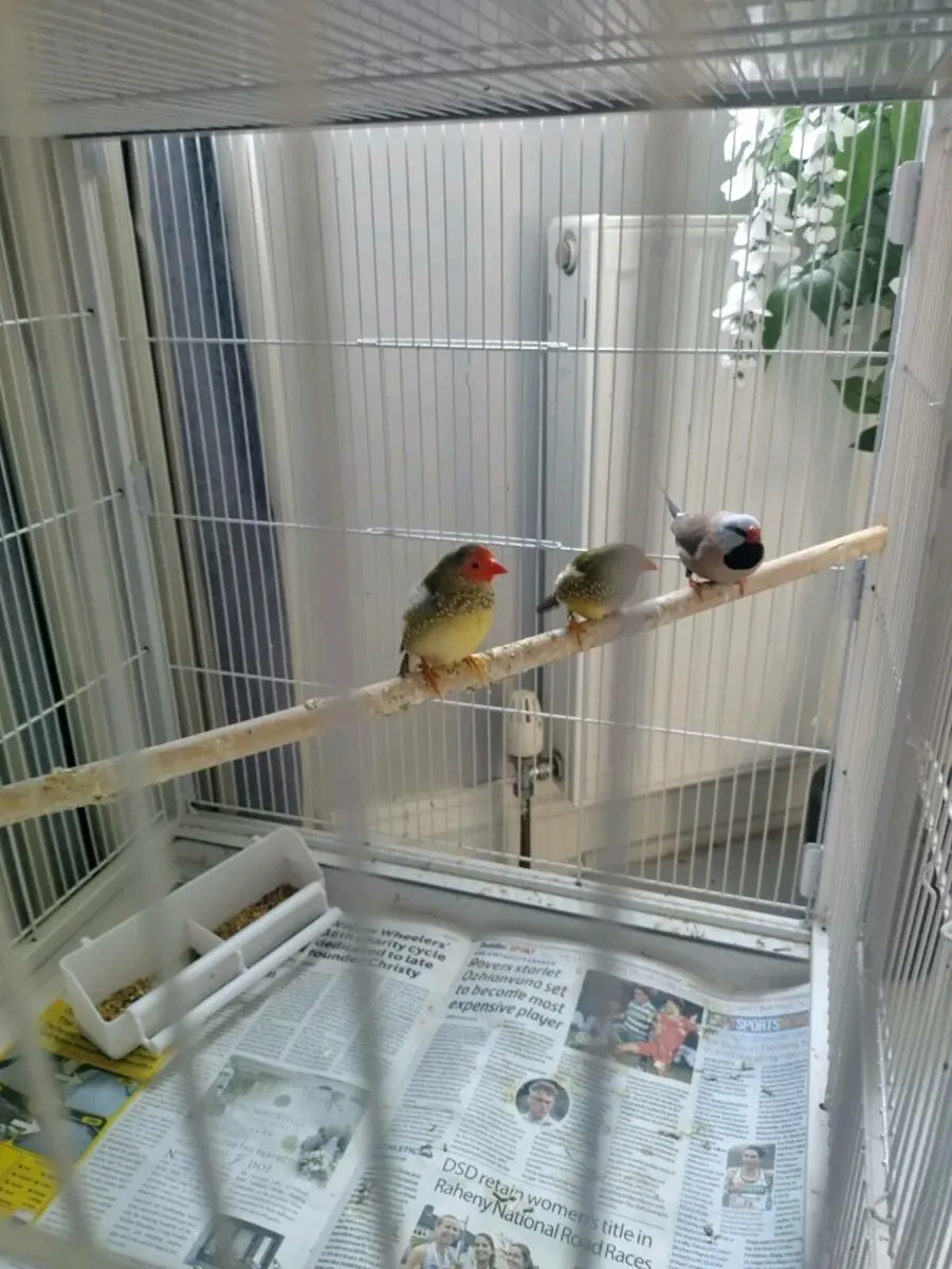 Finches - Image 1