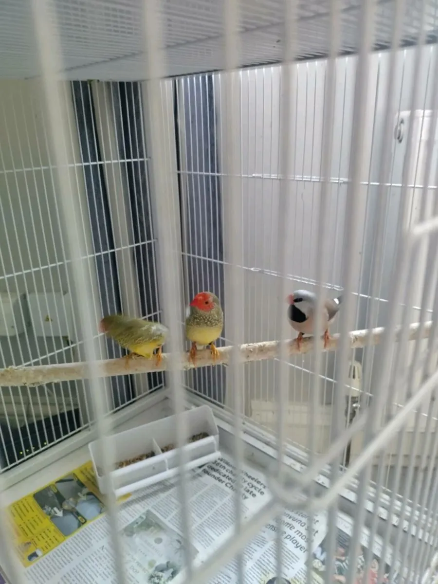 Finches - Image 2