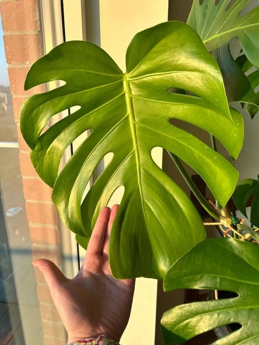 Big and beautiful Monstera Plants for Sale - Image 1